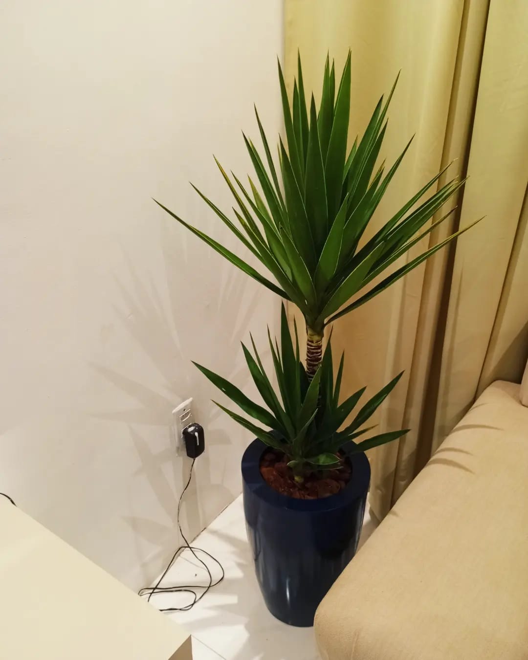 Yucca em vaso azul